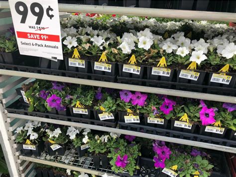 You save 1. . Lowes annual flowers sale